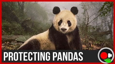 Refuse pandas mascot